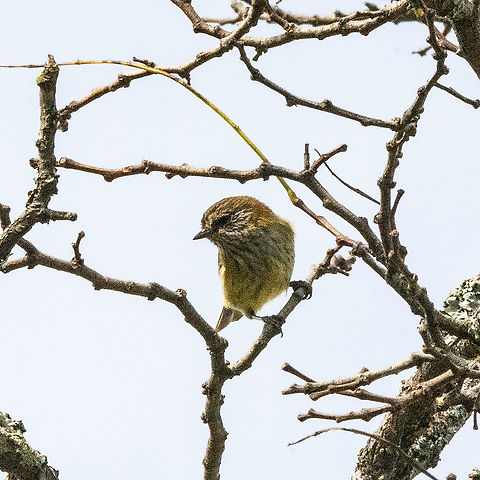 Brown Thornbill  Acanthiza pusilla,Australia,Brown thornbill,Fall,Geotagged,Striated thornbill