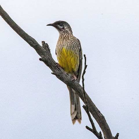 Red Wattlebird  Anthochaera carunculata,Australia,Fall,Geotagged,Red wattlebird