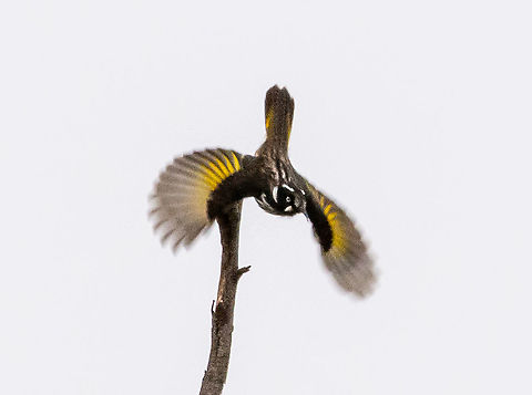 New Holland Honeyeater Low quality but interesting angle Australia,Fall,Geotagged,New Holland honeyeater,Phylidonyris novaehollandiae