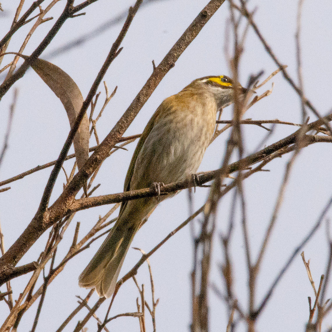 Yellow-faced Honeyeater  Australia,Caligavis chrysops,Fall,Geotagged,Yellow-faced honeyeater