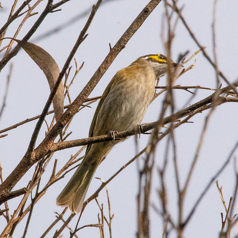 Yellow-faced Honeyeater  Australia,Caligavis chrysops,Fall,Geotagged,Yellow-faced honeyeater