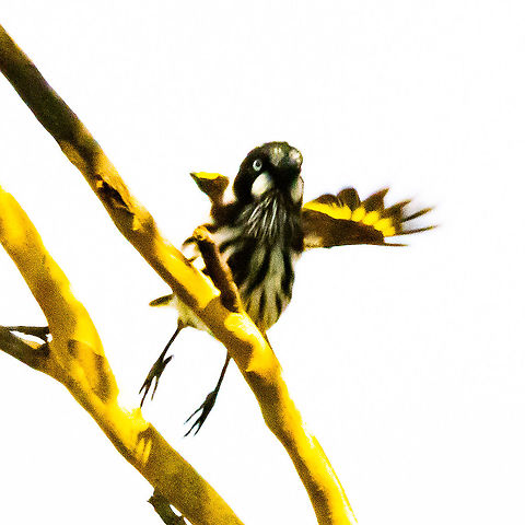 Turning Left Again, dubious quality but interesting - to me. Australia,Fall,Geotagged,New Holland honeyeater,Phylidonyris novaehollandiae