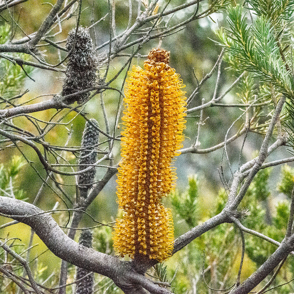 Banksia Spinulosa  Australia,Banksia spinulosa,Fall,Geotagged,Hairpin banksia