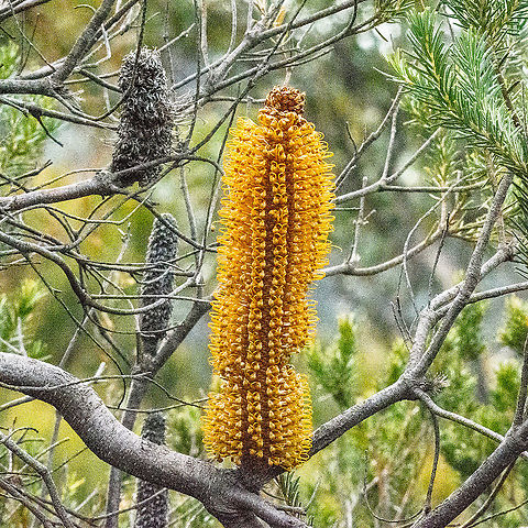Banksia Spinulosa  Australia,Banksia spinulosa,Fall,Geotagged,Hairpin banksia