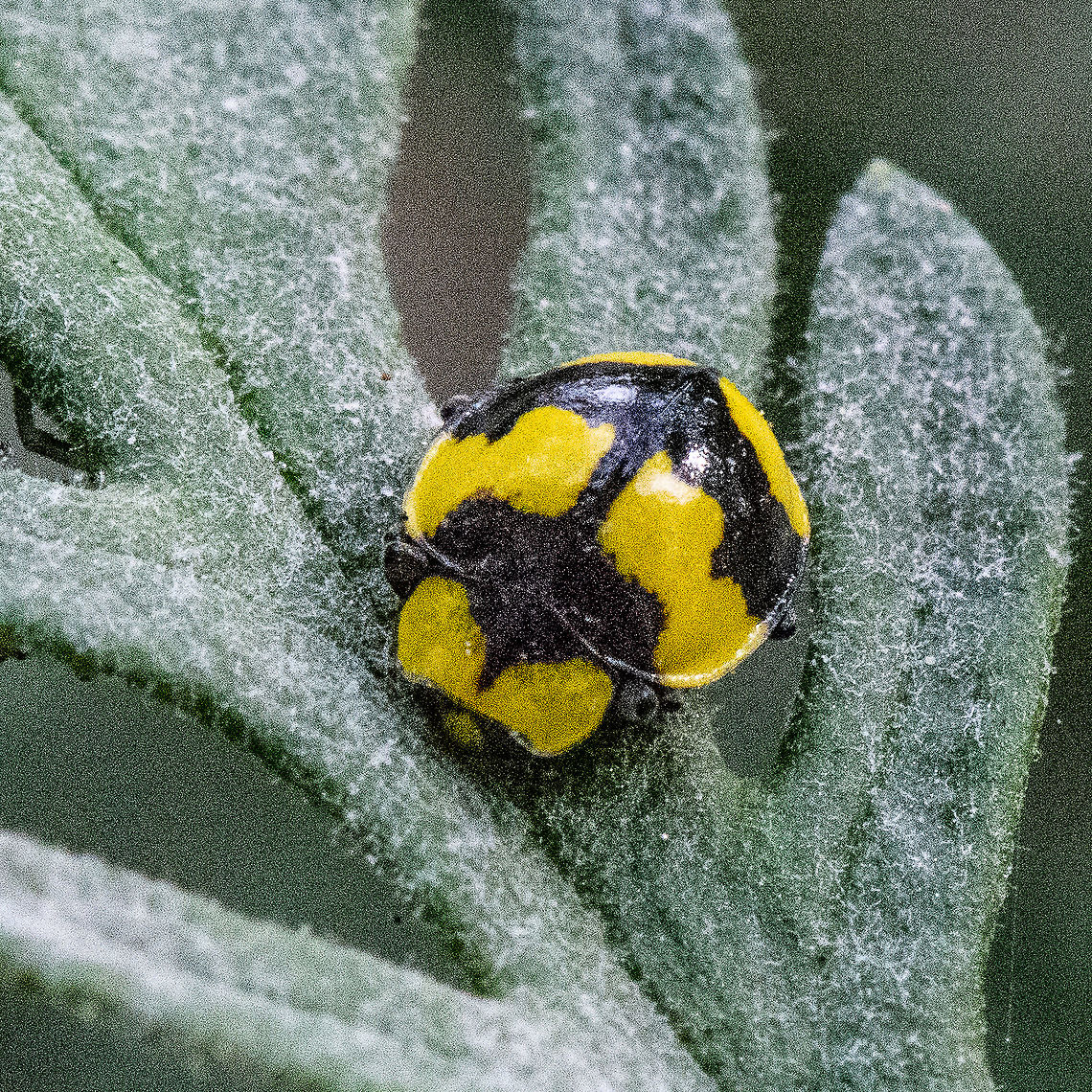 Illeis galbula -  Fungus-eating Ladybird This could be called Batman Beetle.<br />
Fungus-eating Ladybirds are very fast moving insects and the active fliers. When disturbed, they usually employ the drop and fly-away method to escape. They are smooth and shiny with bright yellow dots on black colour.  Australia,Fall,Fungus-eating Ladybird,Geotagged,Illeis galbula