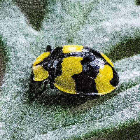 Illeis galbula  - Fungus - eating Ladybird  Australia,Fall,Fungus-eating Ladybird,Geotagged,Illeis galbula