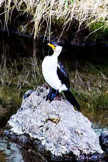 Little Pied Cormorant  Australia,Geotagged,Little Pied Cormorant,Microcarbo melanoleucos,Spring