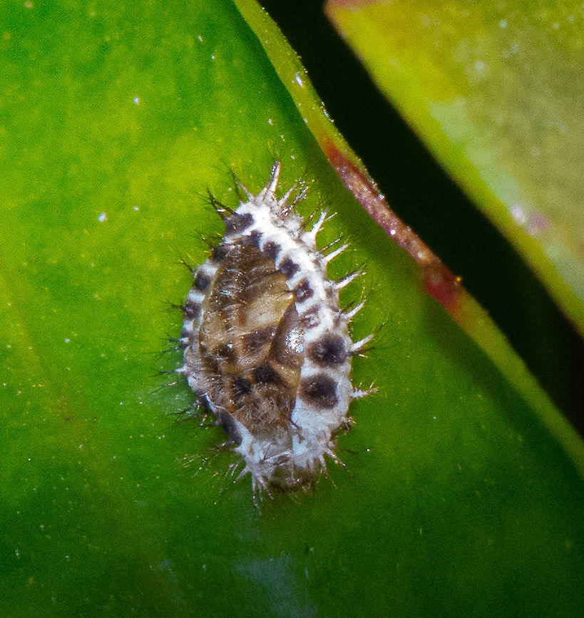 Steel Blue Ladybird  Apolinus lividigaster,Australia,Coccinellidae,Epilachninae,Fall,Geotagged,Halmus chalybeu,Halmus chalybeus,Yellow-shouldered ladybird