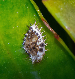 Steel Blue Ladybird  Apolinus lividigaster,Australia,Coccinellidae,Epilachninae,Fall,Geotagged,Halmus chalybeu,Halmus chalybeus,Yellow-shouldered ladybird