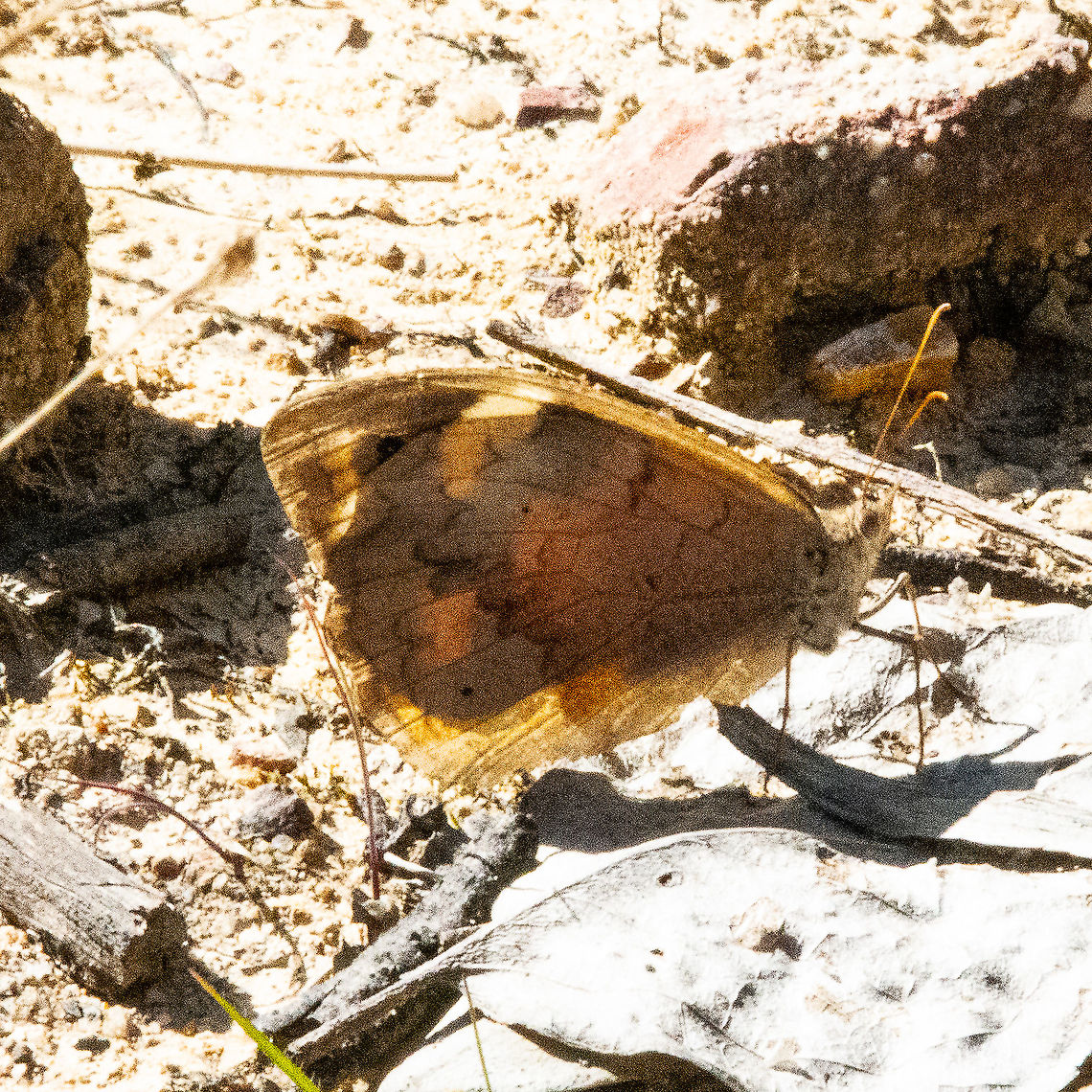 Common Brown Butterfly  Australia,Fall,Geotagged,Heteronympha merope