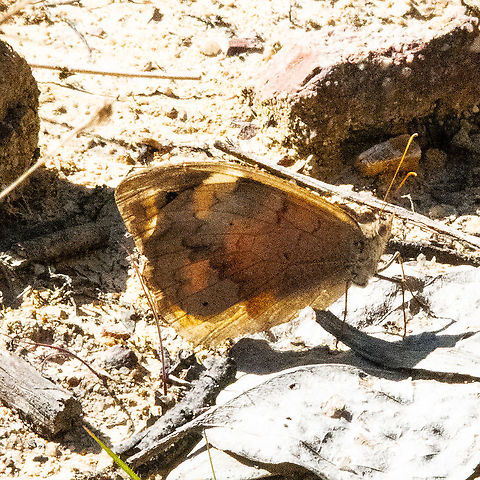 Common Brown Butterfly  Australia,Fall,Geotagged,Heteronympha merope
