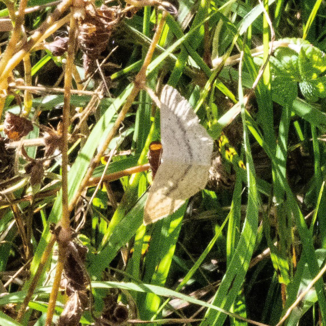 Cream Moth - Scopula Optivata  Australia,Fall,Geotagged,Scopula Optivata,Scopula flaccidaria,Scopula optivata