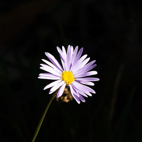 Mauve Burr-Daisy  Australia,Calotis glandulosa,Fall,Geotagged