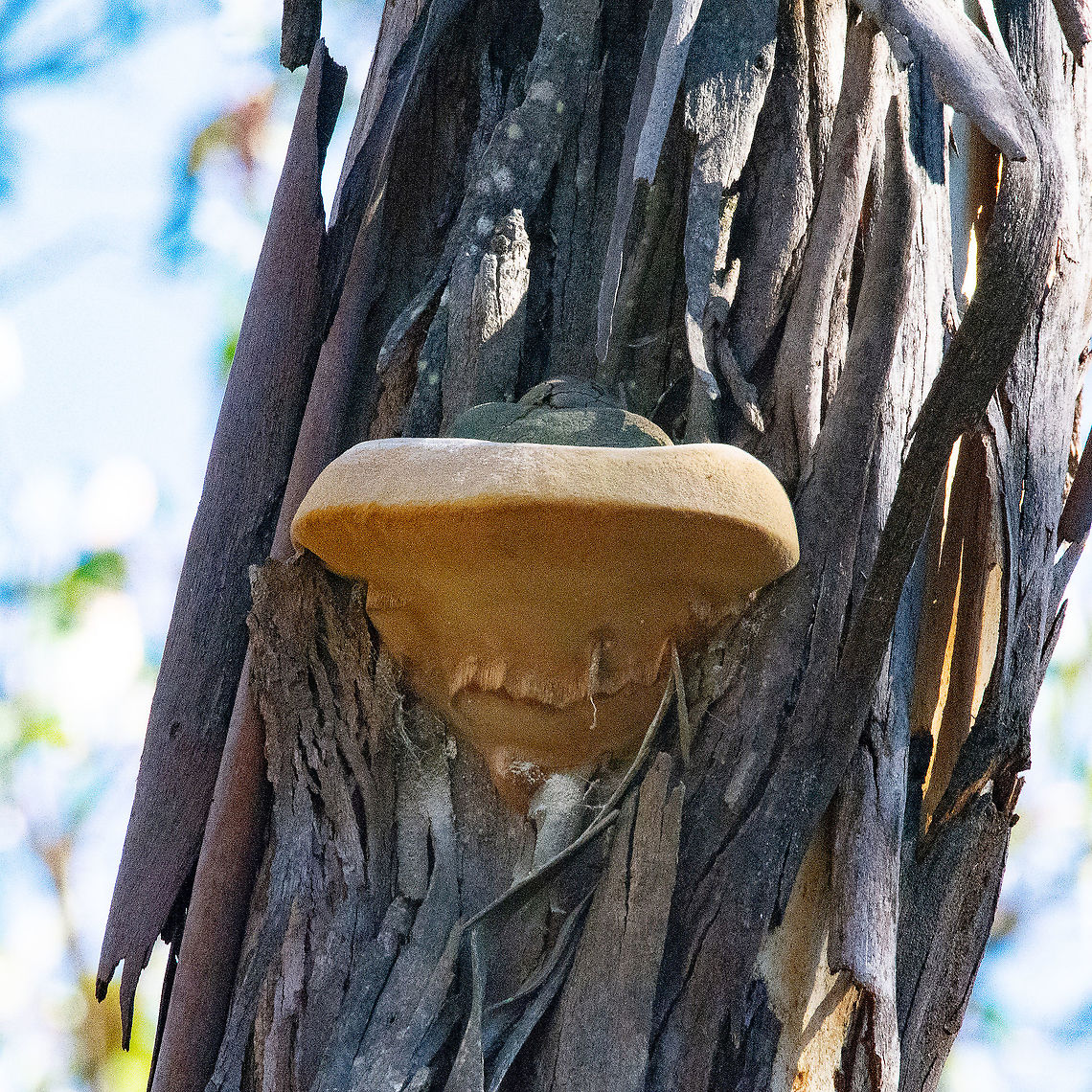 Fungi High - Robust bracket - Ganoderma australe Found at least six metres up a tree Australia,Cracked Cap Polypore,Fall,Ganoderma tornatum,Geotagged,Laetiporus portentosis,Laetiporus portentosus,Phellinus ferruginosus,Phellinus ignarius,Phellinus igniarius,Phellinus pini,Phellinus robiniae,Red ring rot,White Punk