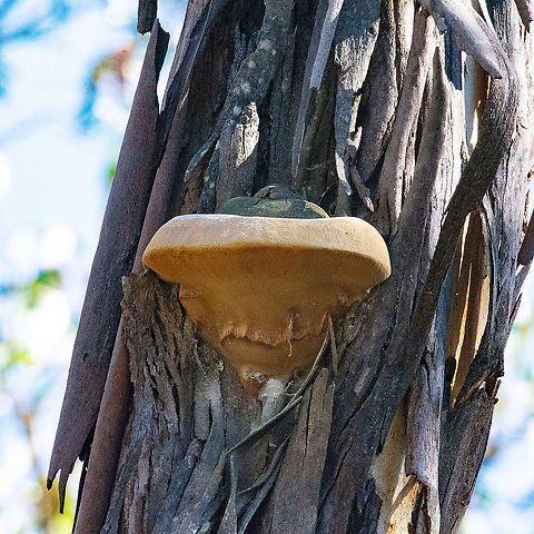 Ganoderma tornatum