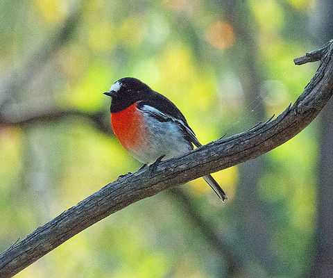 Petroica boodang - Scarlet Robin  Australia,Fall,Geotagged,Petroica boodang,Scarlet Robin
