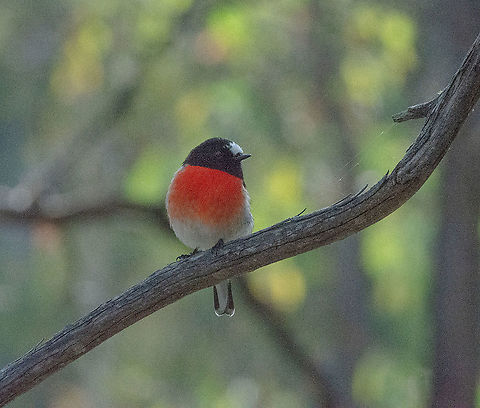 Scarlet Robin - Petroica boodang The Scarlet Robin is a medium-sized robin, with a plump and compact appearance. Males have a black head, neck and upper parts with a conspicuous white patch above the bill (frontal patch). The breast is scarlet red and the lower under parts are white. The wings are barred white and the outer tail is also white. 

ttps://birdlife.org.au/bird-profile/scarlet-robin Australia,Fall,Geotagged,Petroica boodang,Scarlet Robin