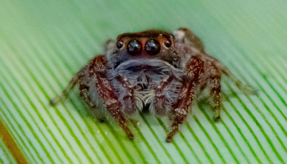 Jumping Spider  Australia,Fall,Garden jumping spider,Geotagged,Opisthoncus parcedentatus