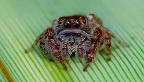 Jumping Spider  Australia,Fall,Garden jumping spider,Geotagged,Opisthoncus parcedentatus