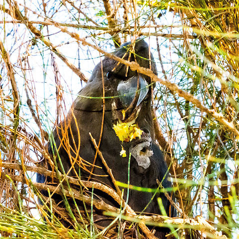 Glossy Black Cockatoo Breakfast  Australia,Calyptorhynchus lathami,Fall,Geotagged,Glossy black cockatoo