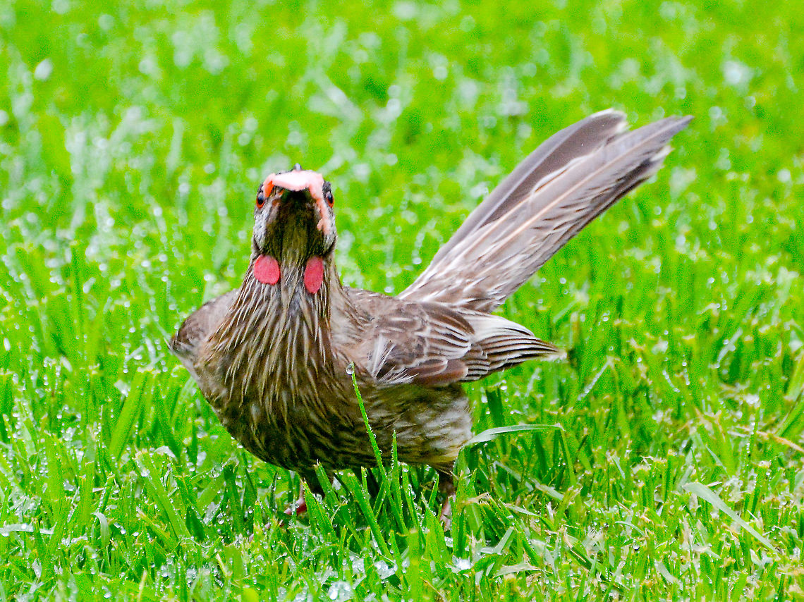 Look at my wattles! Red Wattlebird.  Anthochaera carunculata,Australia,Geotagged,Red wattlebird,Spring