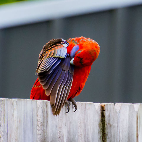 Preening Crimson Rosella  Australia,Crimson rosella,Geotagged,Platycercus elegans,Spring