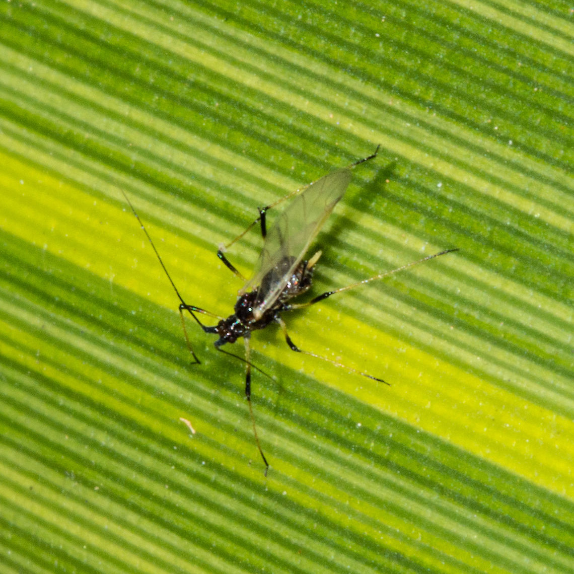 Adult Aphid with white cauda - Aphis (Toxoptera) aurantii ?  Aphidecta obliterata,Australia,Black-tailed Aphideater,Eupeodes luniger,Geotagged,Larch Lady Beetle,Summer