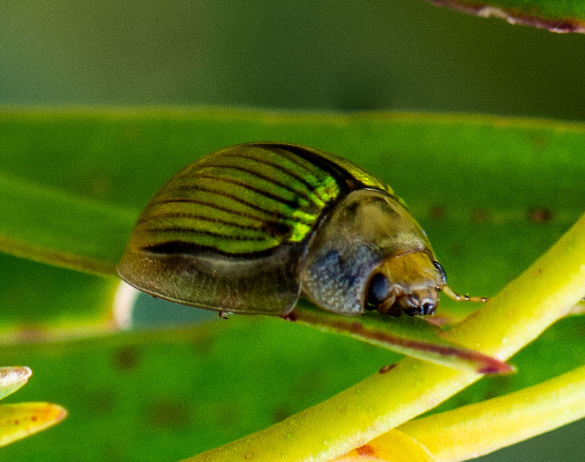 Paropsisterna hectica  Australia,Geotagged,Paropsisterna hectica,Summer