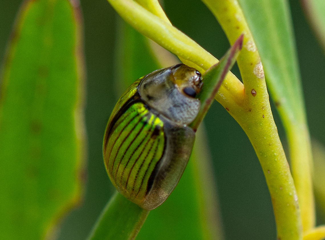 Paropsisterna hectica  Australia,Geotagged,Paropsisterna hectica,Summer