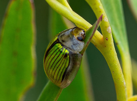 Paropsisterna hectica  Australia,Geotagged,Paropsisterna hectica,Summer