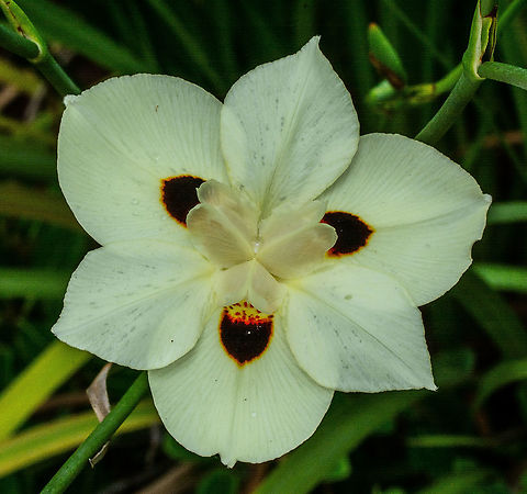 Lemon Flower - Dietes Bicolor - African Iris  Australia,Dietes bicolor,Geotagged,Summer