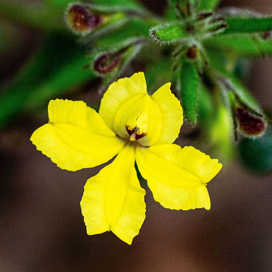 Goodenia heterophylla - Variable Goodenia  Australia,Geotagged,Goodenia heterophylla,Goodenia ovata,Hop goodenia,Large-leaf Bush Pea,Matted bush-pea,Pultenaea daphnoides,Pultenaea pedunculata,Pultenaea tenuifolia,Slender bush-pea,Summer