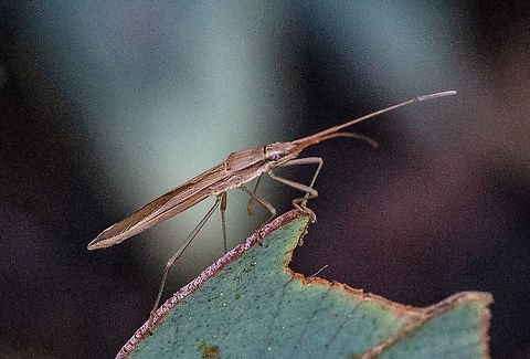 Life on the Edge - Grass Bug - Mutusca brevicornis  Australia,Fall,Geotagged,Mutusca brevicornis