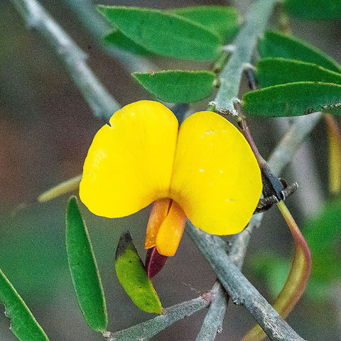 Variable Bossiaea - Bossiaea heterophylla  Australia,Bossiaea heterophylla,Fall,Geotagged,Variable Bossiaea
