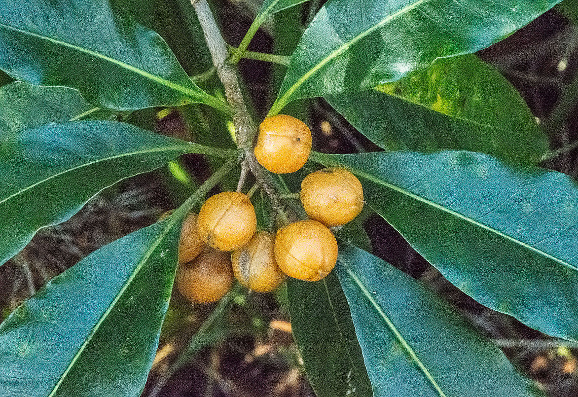 Pittosporum Undulatum  Auranticarpa rhombifolia,Australia,Australian Laurel,Fall,Geotagged,Pittosporum angustifolium,Pittosporum tobira,Pittosporum undulatum,Sweet pittosporum,Weeping Pittosporum