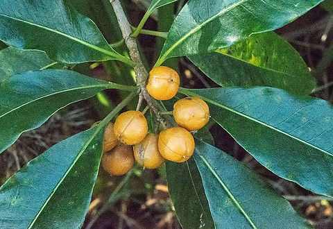 Pittosporum Undulatum  Auranticarpa rhombifolia,Australia,Australian Laurel,Fall,Geotagged,Pittosporum angustifolium,Pittosporum tobira,Pittosporum undulatum,Sweet pittosporum,Weeping Pittosporum