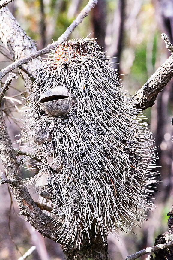 Duck Billed Banksia - Banksia Serrata  Australia,Banksia serrata,Fall,Geotagged,Saw banksia