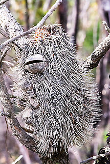 Duck Billed Banksia - Banksia Serrata  Australia,Banksia serrata,Fall,Geotagged,Saw banksia