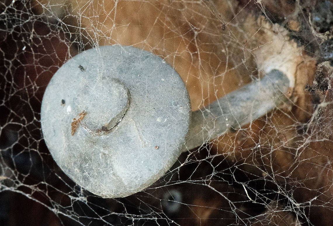Smiling Grey Fungus  Australia,Fall,Geotagged