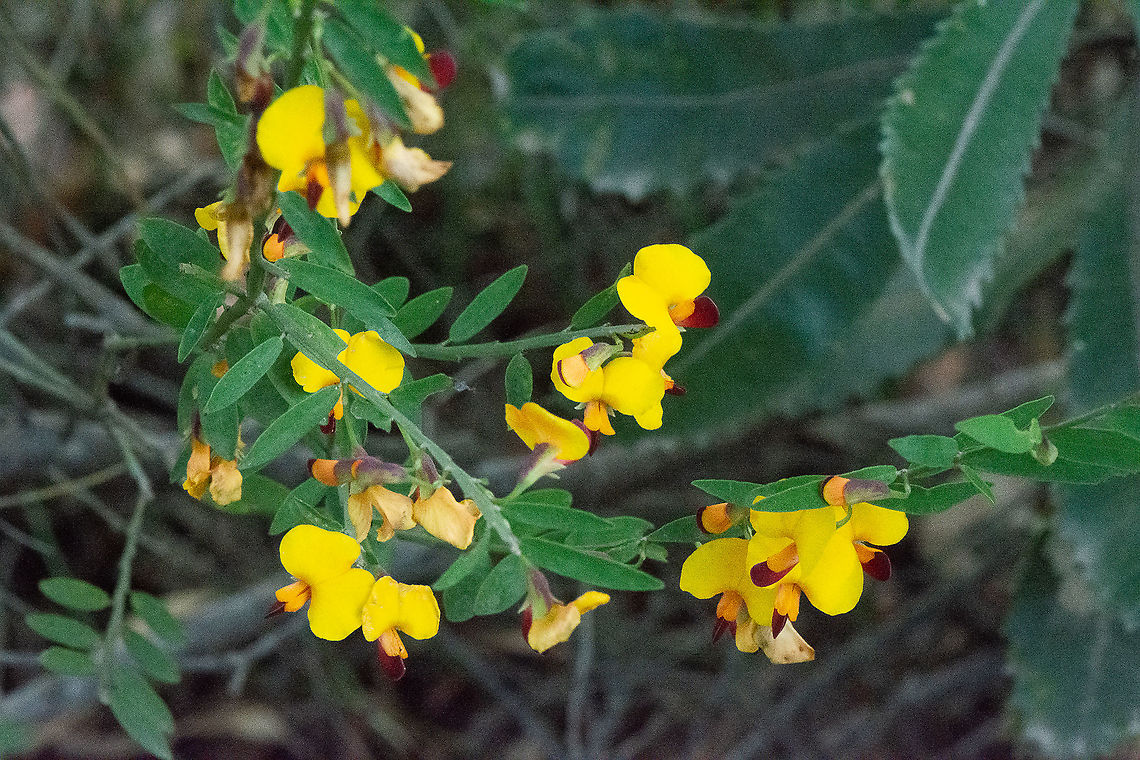 Variable Bossiaea - Bossiaea heterophylla  Australia,Bossiaea heterophylla,Fall,Geotagged,Variable Bossiaea