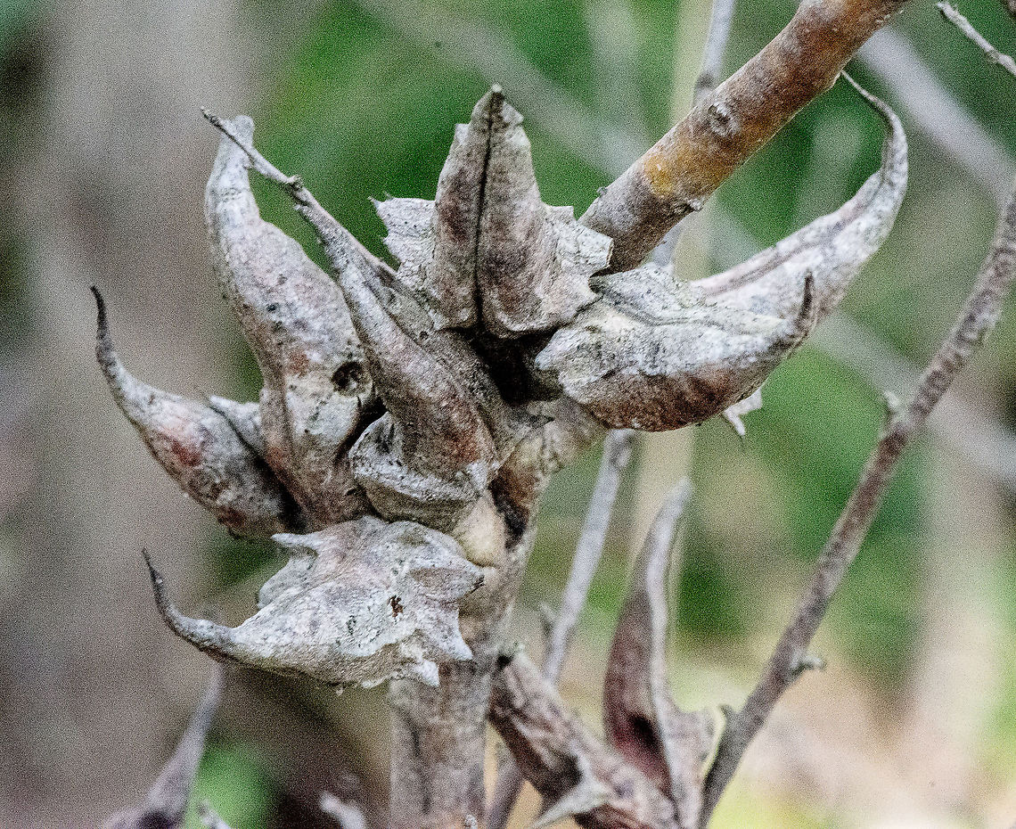 Seed Pods  - Lambertia Formosa  Australia,Fall,Geotagged,Lambertia formosa,Mountain devil
