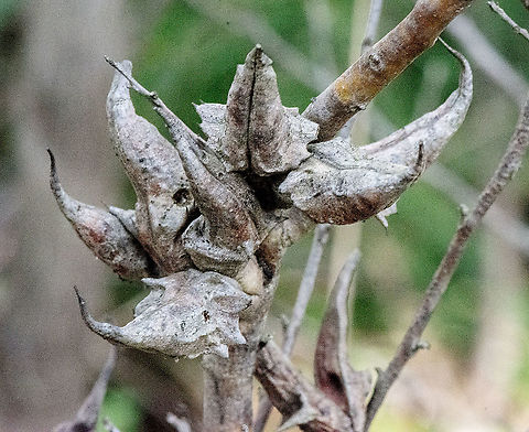 Seed Pods  - Lambertia Formosa  Australia,Fall,Geotagged,Lambertia formosa,Mountain devil