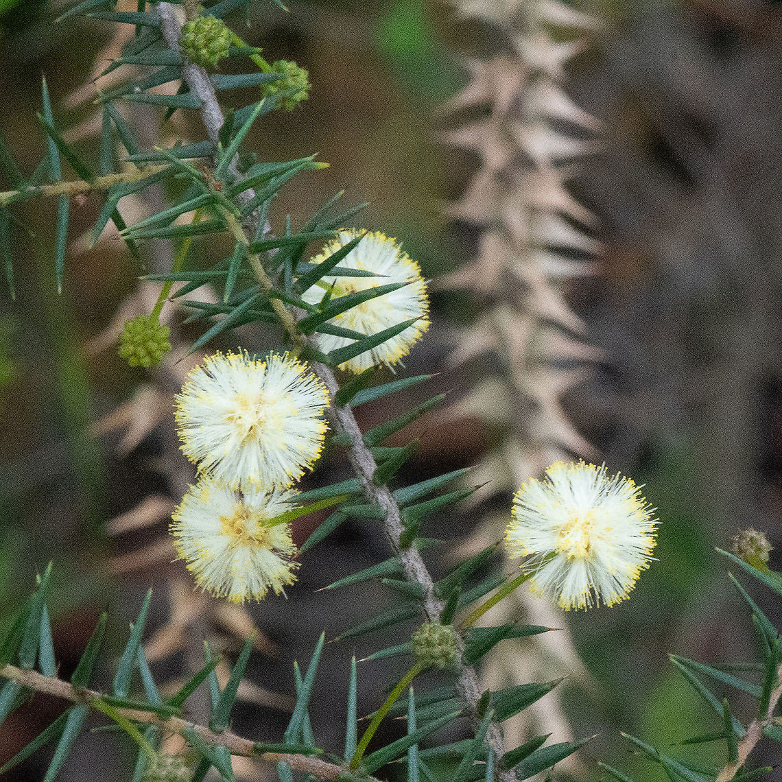 Acacia - Thin Leaf Wattle - Acacia aculeatissima  Acacia aculeatissima,Australia,Fall,Geotagged,Gold dust wattle,Thin-leaf wattle