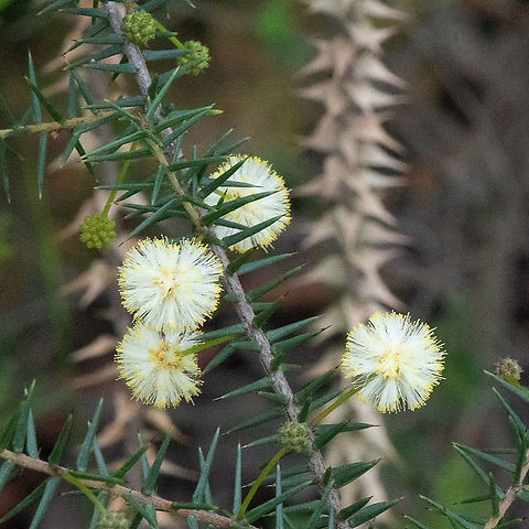 Thin-leaf wattle
