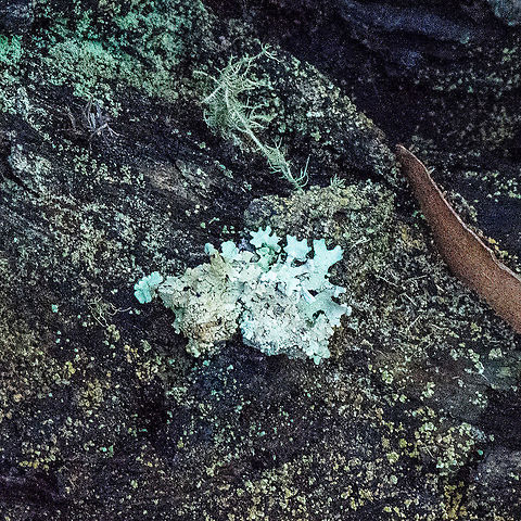 On a Rock - Lichen - Xanthoparmelia Versicolor ? http://www.cpbr.gov.au/lichen/photos-captions/xanthoparmelia-substrigosa-f-373.html Australia,Fall,Geotagged