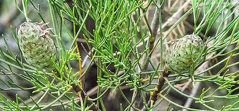 Allocasuarina  Allocasuarina distyla,Australia,Fall,Geotagged,Scrub Sheoak