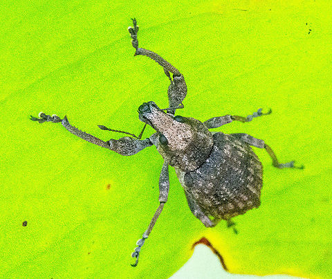 Broad-nosed Weevil  Australia,Fall,Geotagged