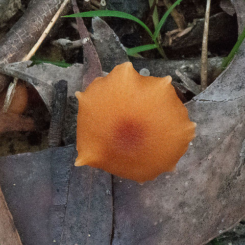Irregular Fungus  Australia,Fall,Geotagged