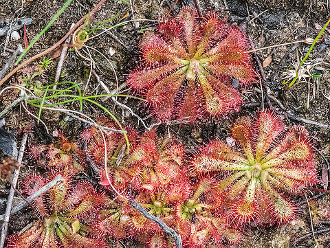Carnivorous Cluster - Drosera spatulata  Australia,Drosera spatulata,Fall,Geotagged,Spoon-leaved sundew