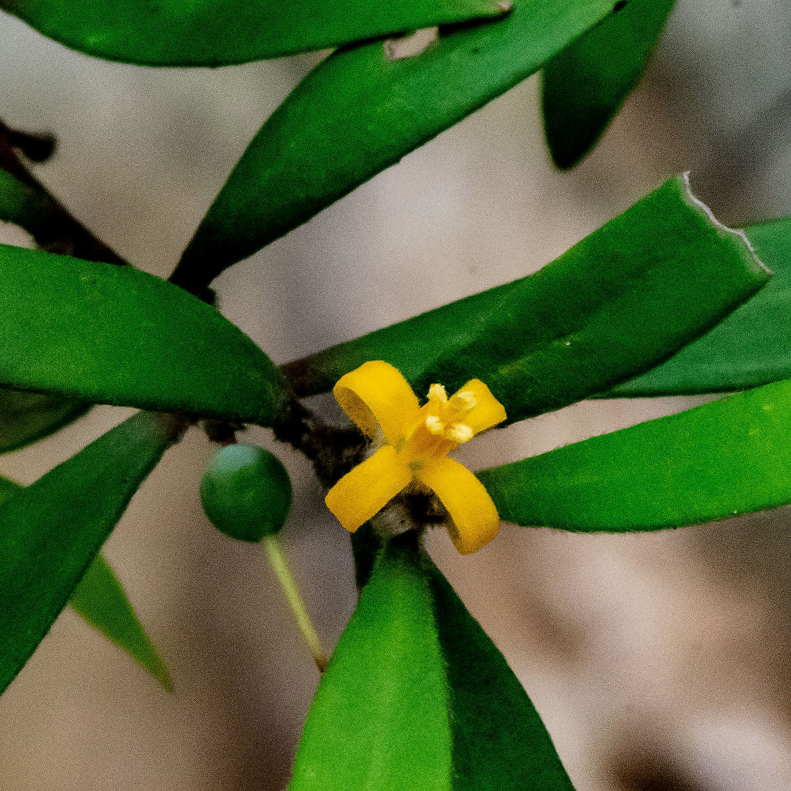 Persoonia lanceolata - lance-leaf geebung  Australia,Fall,Geotagged,Lance-leaf geebung,Persoonia lanceolata